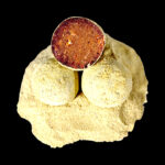 Rozpustné boilies-Magic GLM - 150 g-24 mm